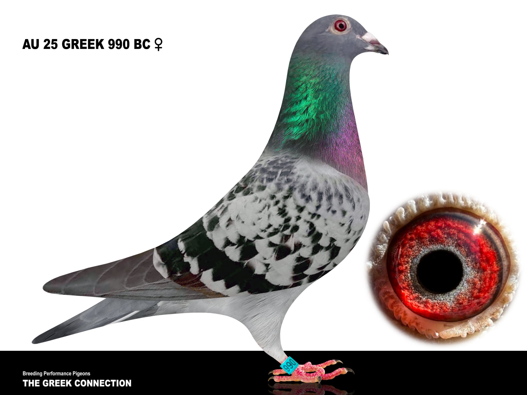 AU 25 GREEK 990 BC HEN 5TH ACE BIRD 