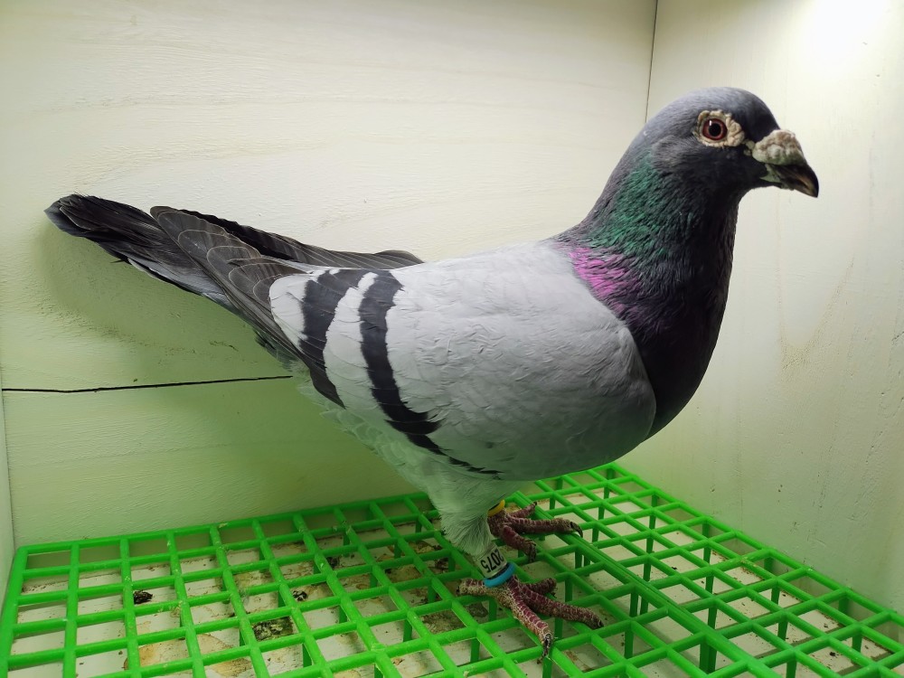 Inbred BB Havenith cock