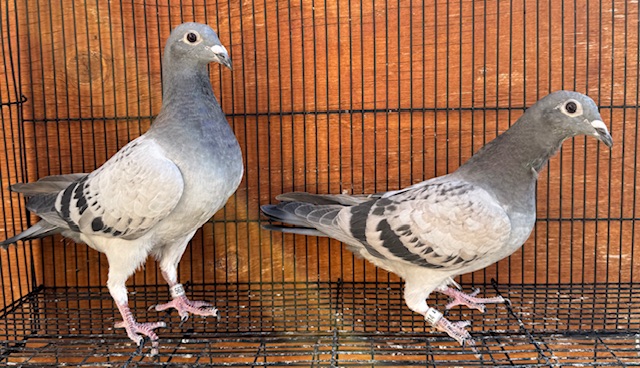 2 Special Youngsters