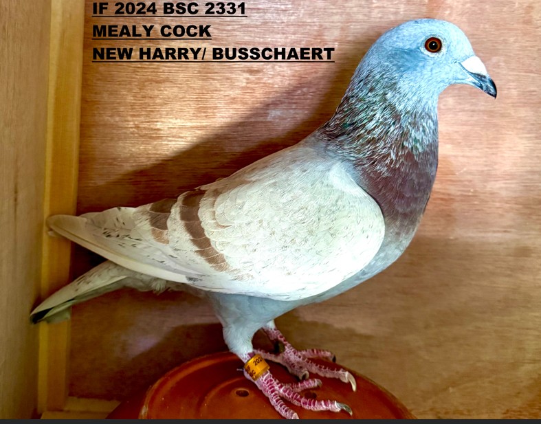 J. Hooymans - "New Harry"/Veenstra x Busschaert