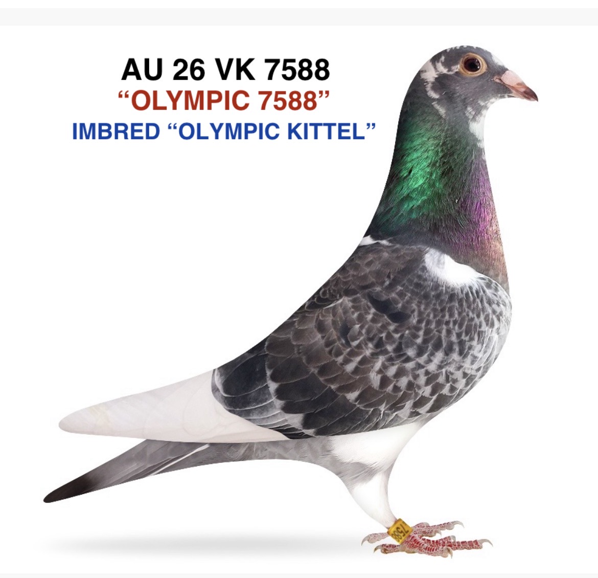IMBRED "OLYMPIC KITTEL"