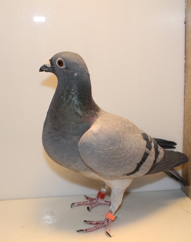 AU 16 UVI 813 BB HEN(OLD BAND 2021)
