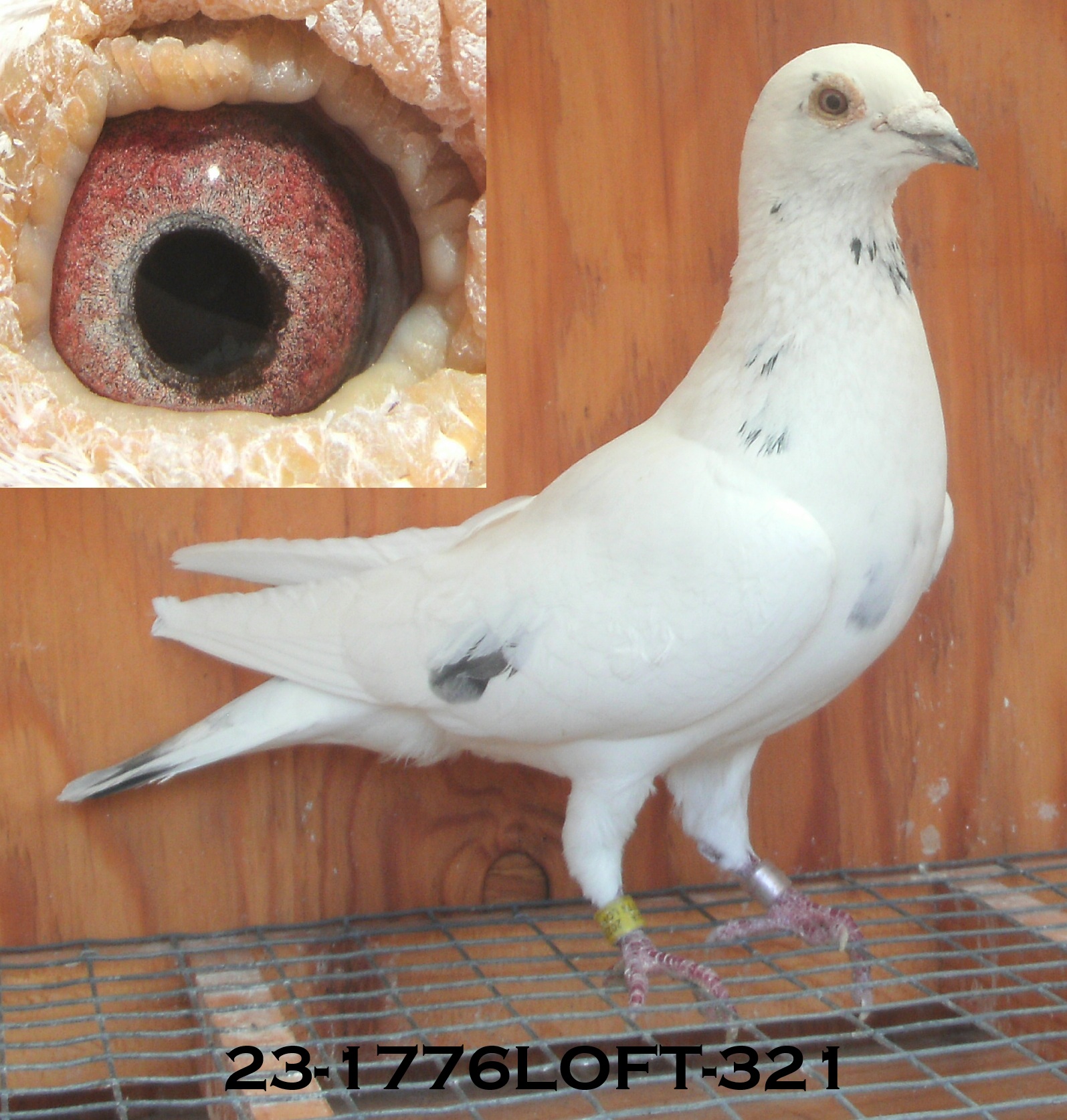 Preview Image 2
