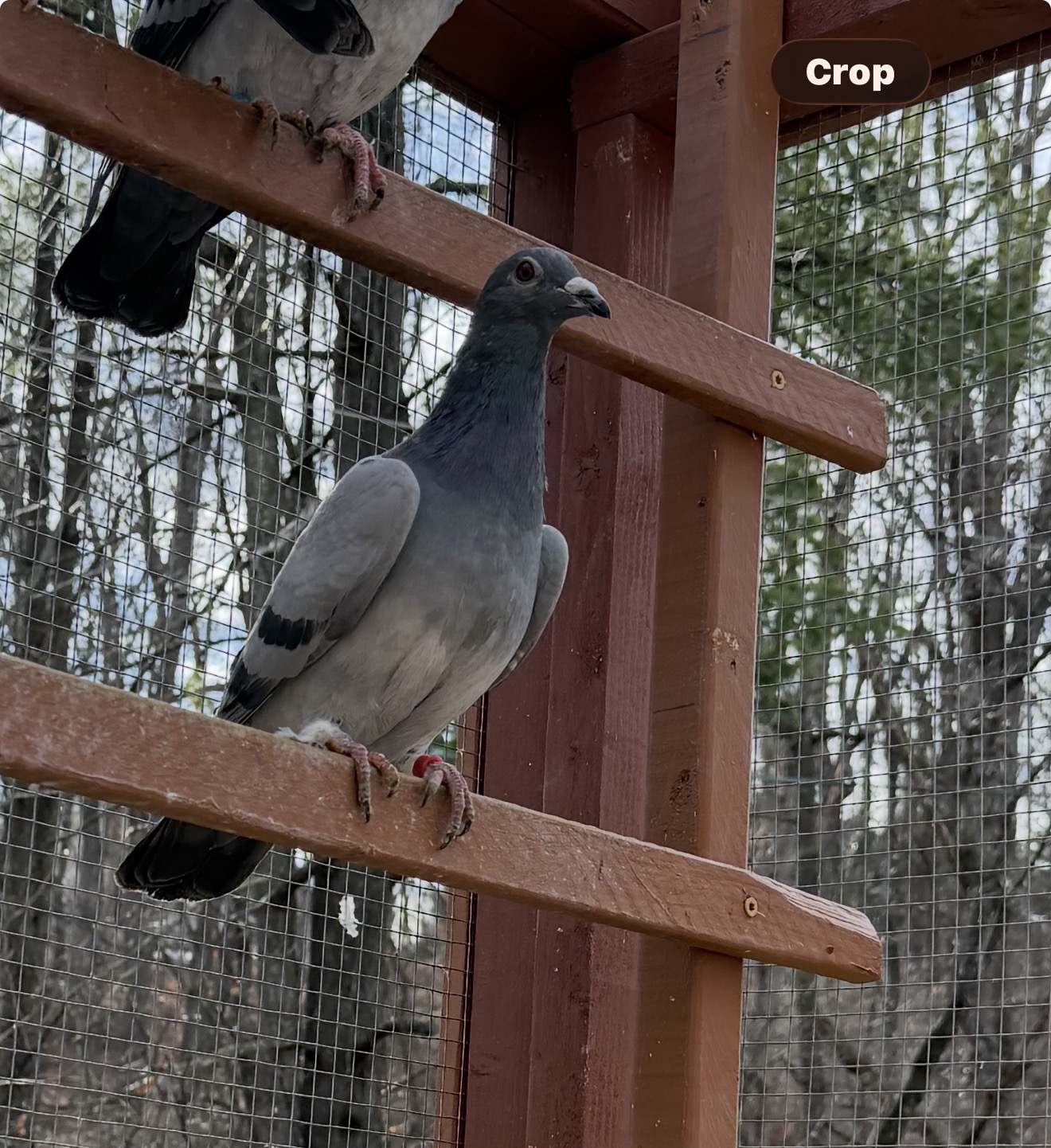 2025 bird inbred Porsche 