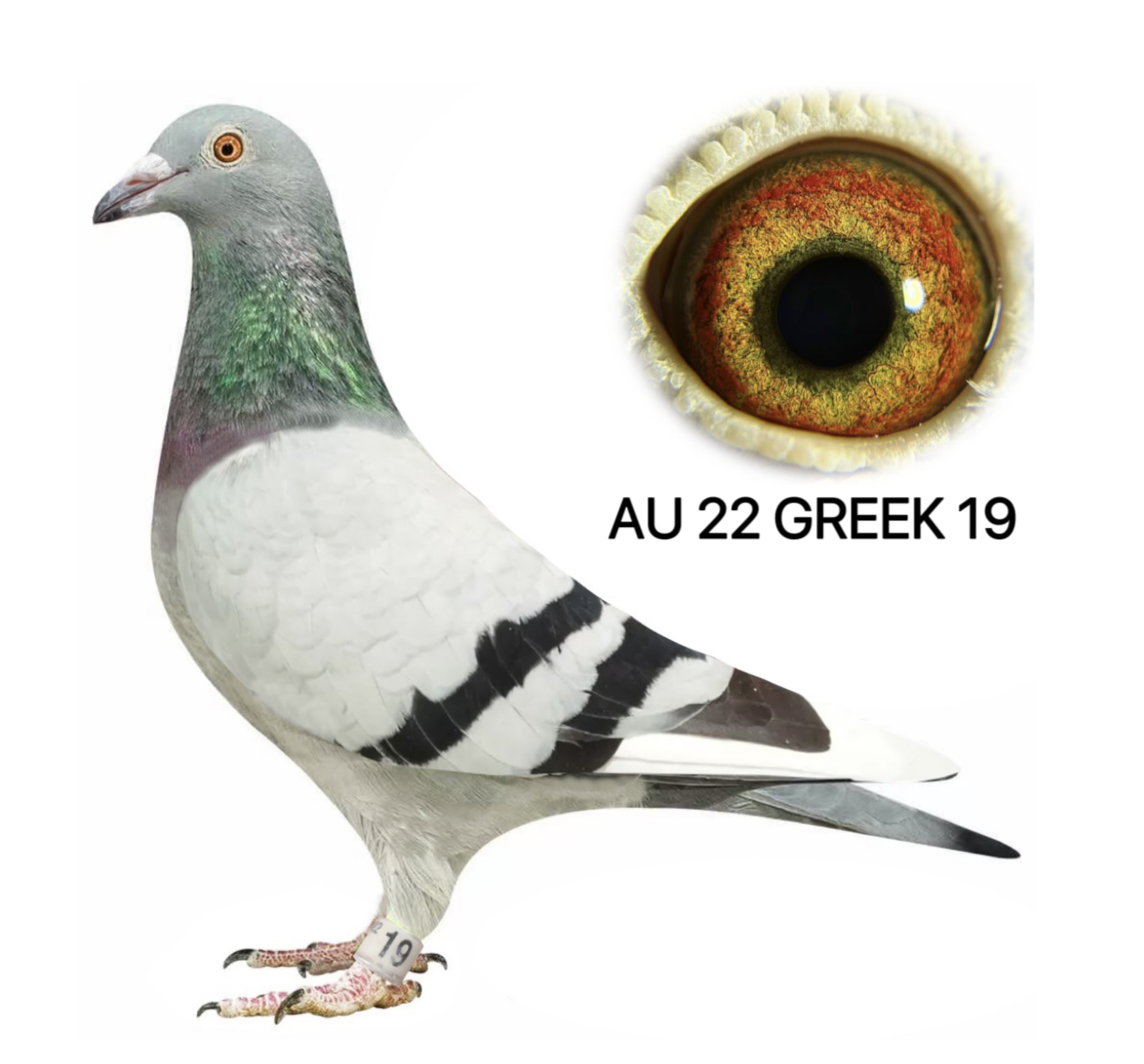 GREEK CONNECTION LOFTS