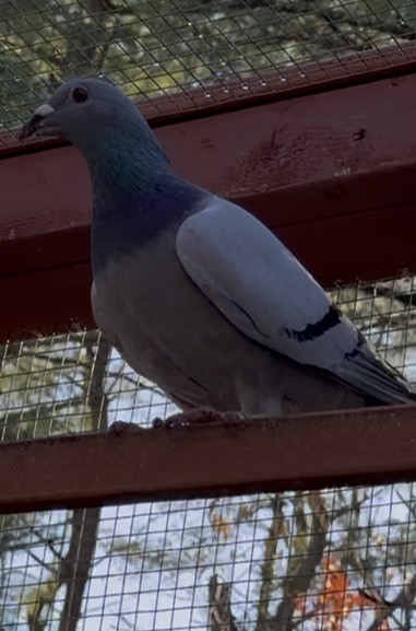 2025 inbred Leo Hermans 