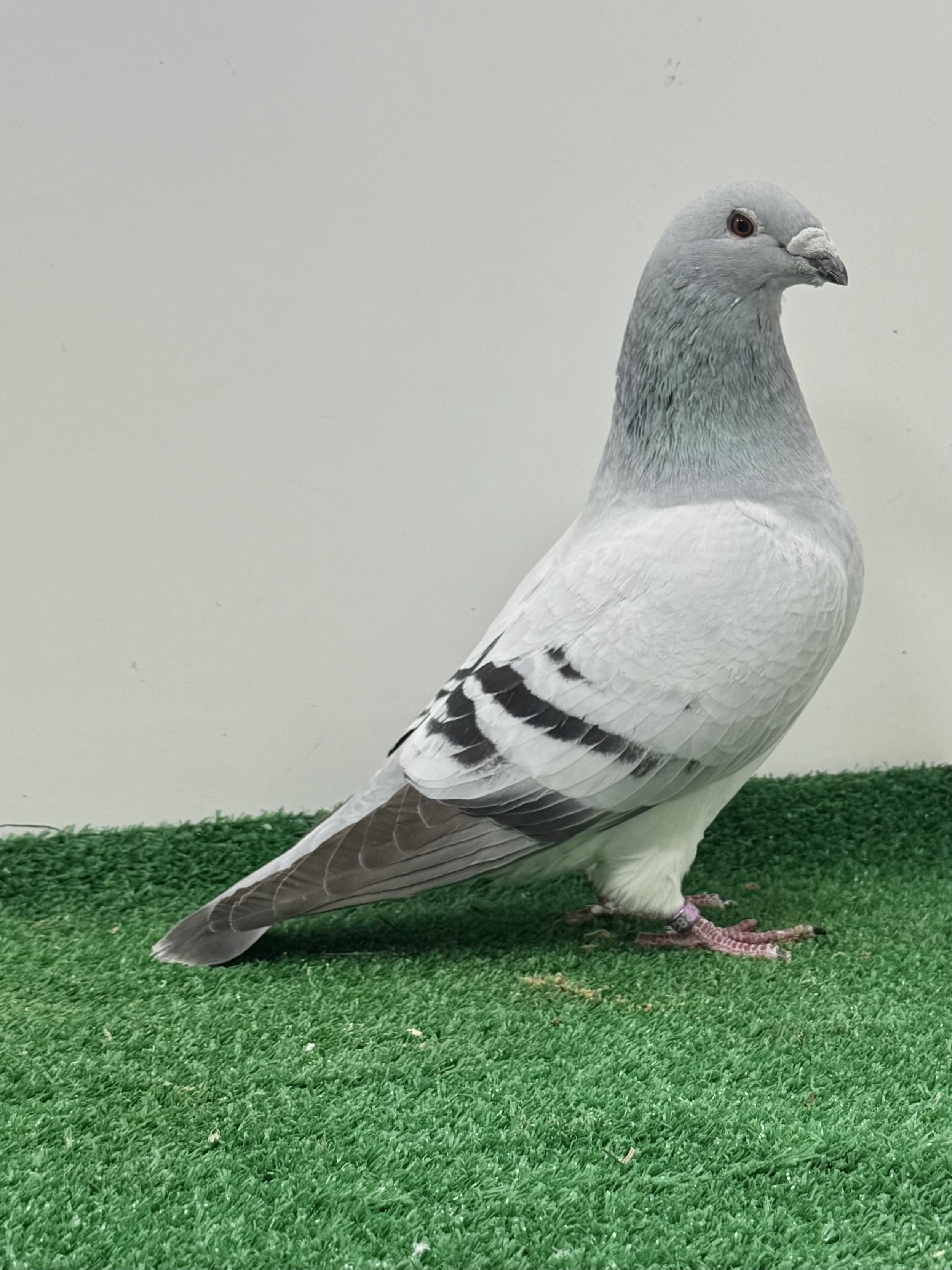 Very very nice blue cock 