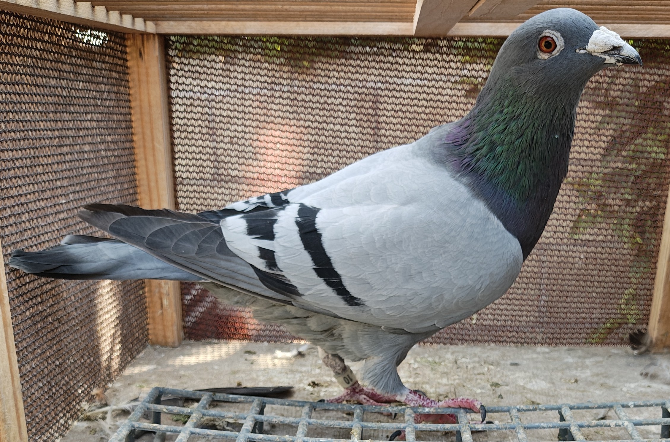 Gaby Vandenabeele Cock