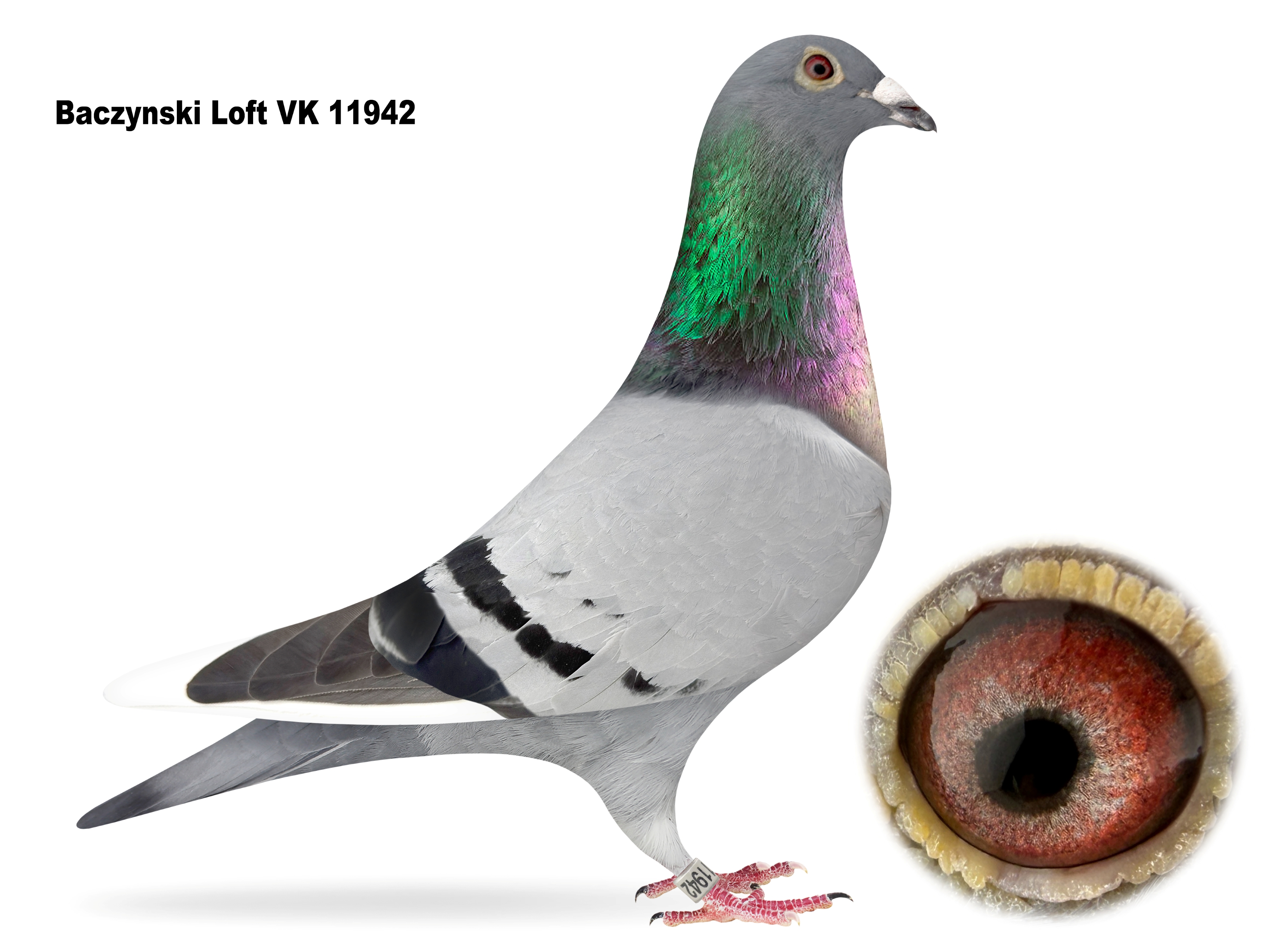 VITA 11942 - 25