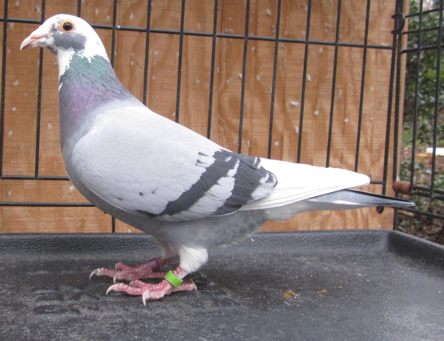 iPigeon.com - Racing Pigeon Auction