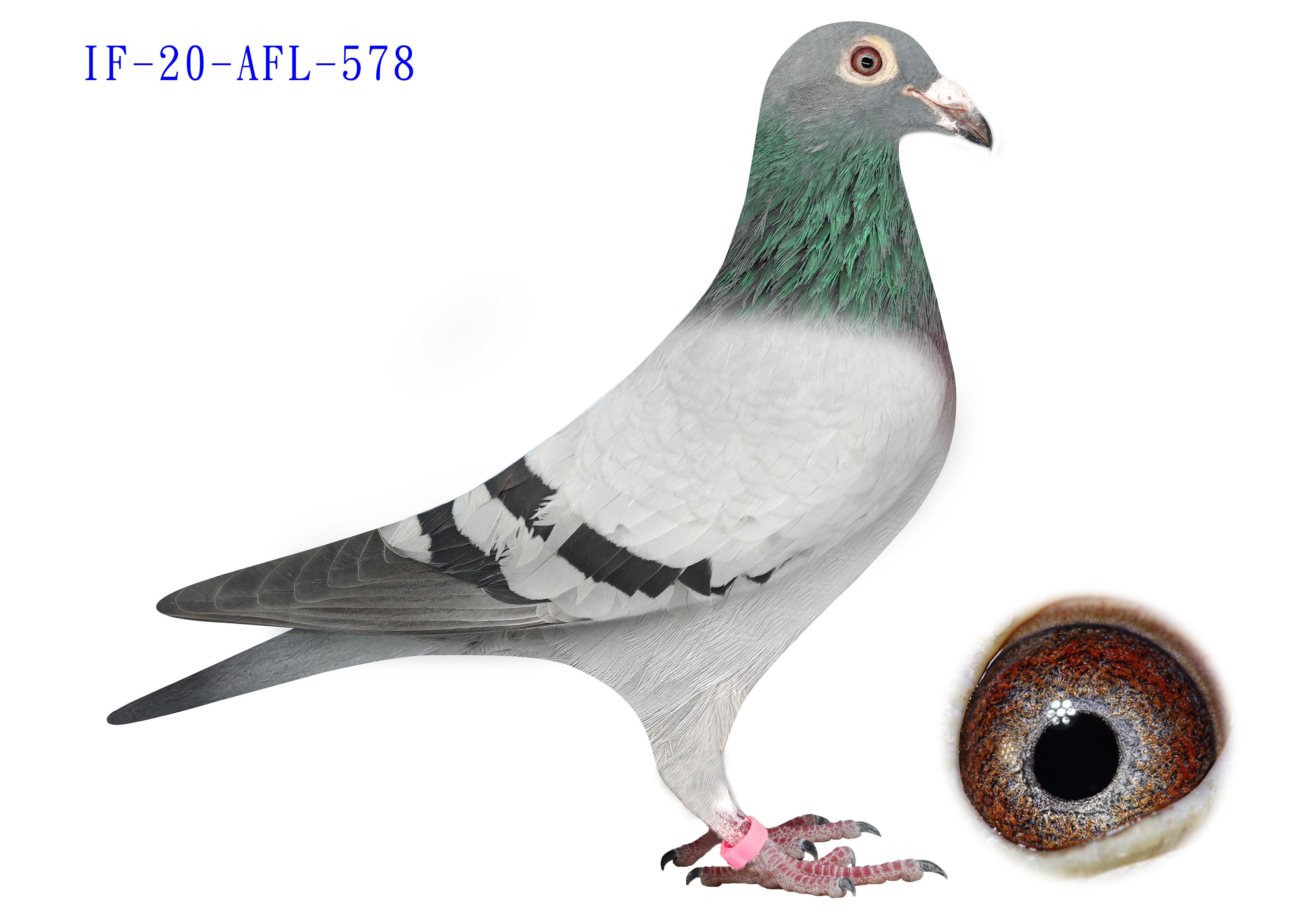 IF-20-AFL-578 - BB - Hen