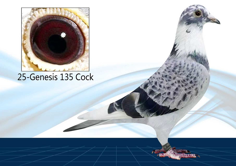 25-135(Cock) Inbred Surebet 