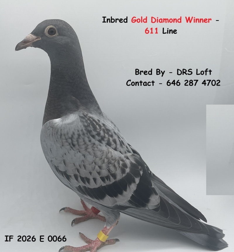 Inbred DE 611 Gold Diamond Winner