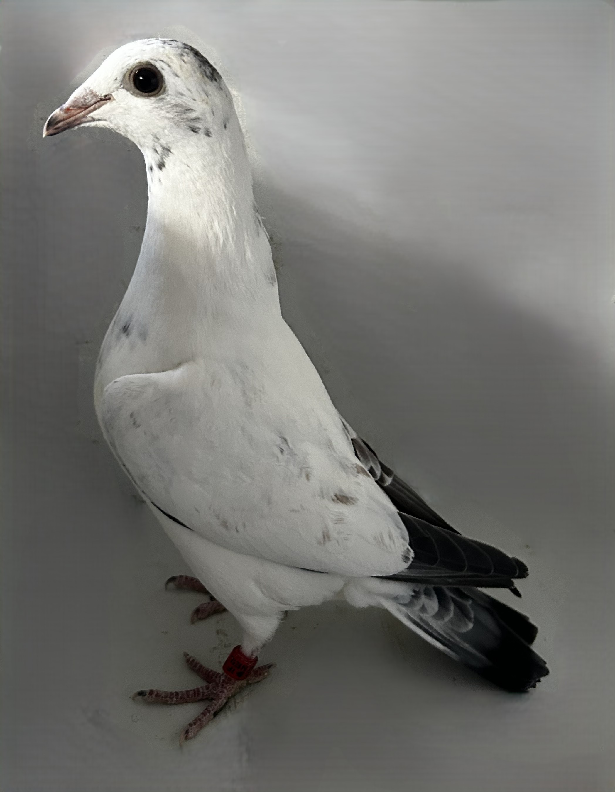 2026 Neil 56215 Inbred Best Kittel X Silver Lady 