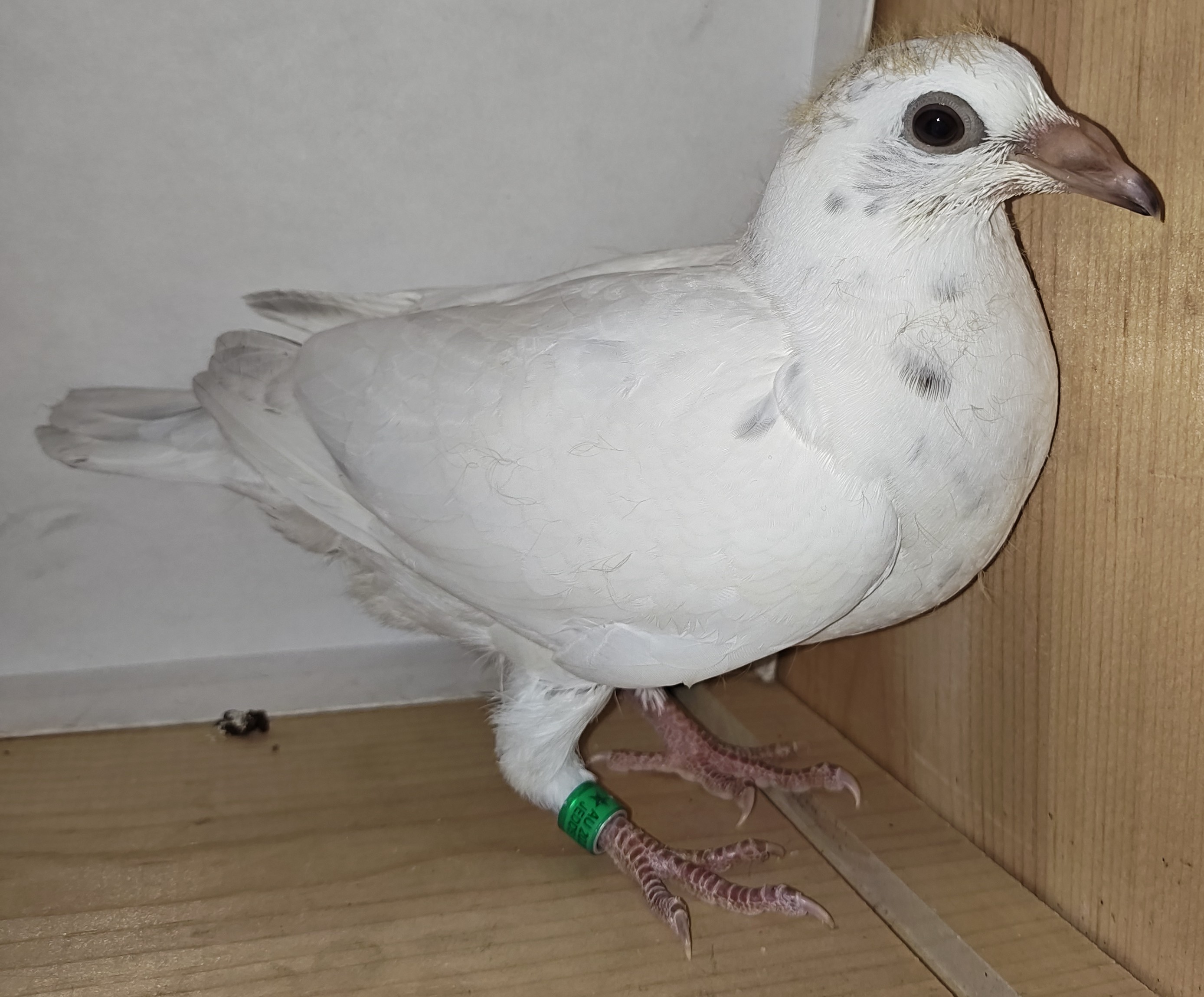 White Grizzle Garfield / Tomas Wiczling