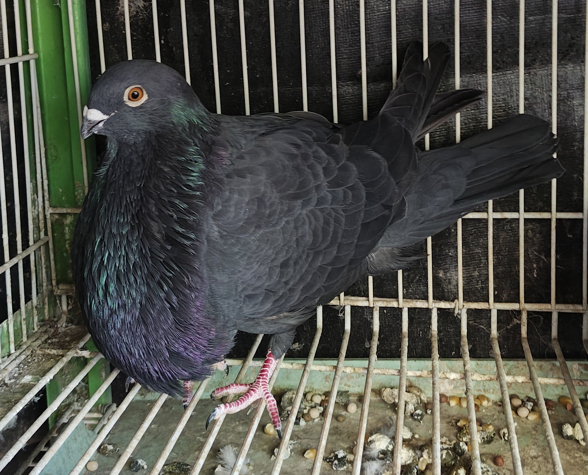 Canary Spanish Pouter 