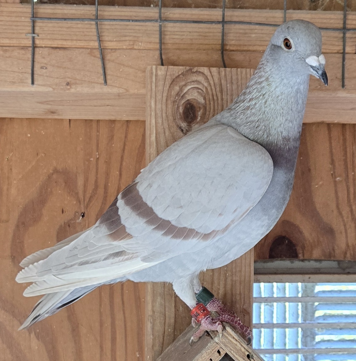 IF-26-594 COCK