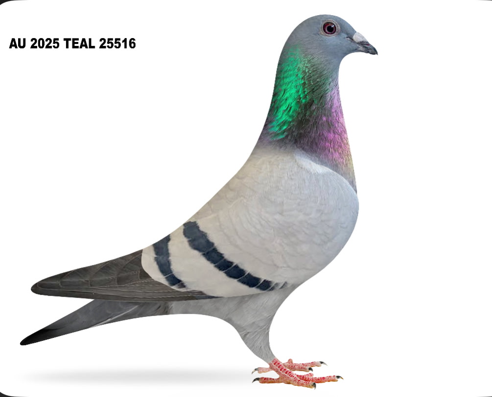 AU 2025 TEAL 25516 BB Hen
