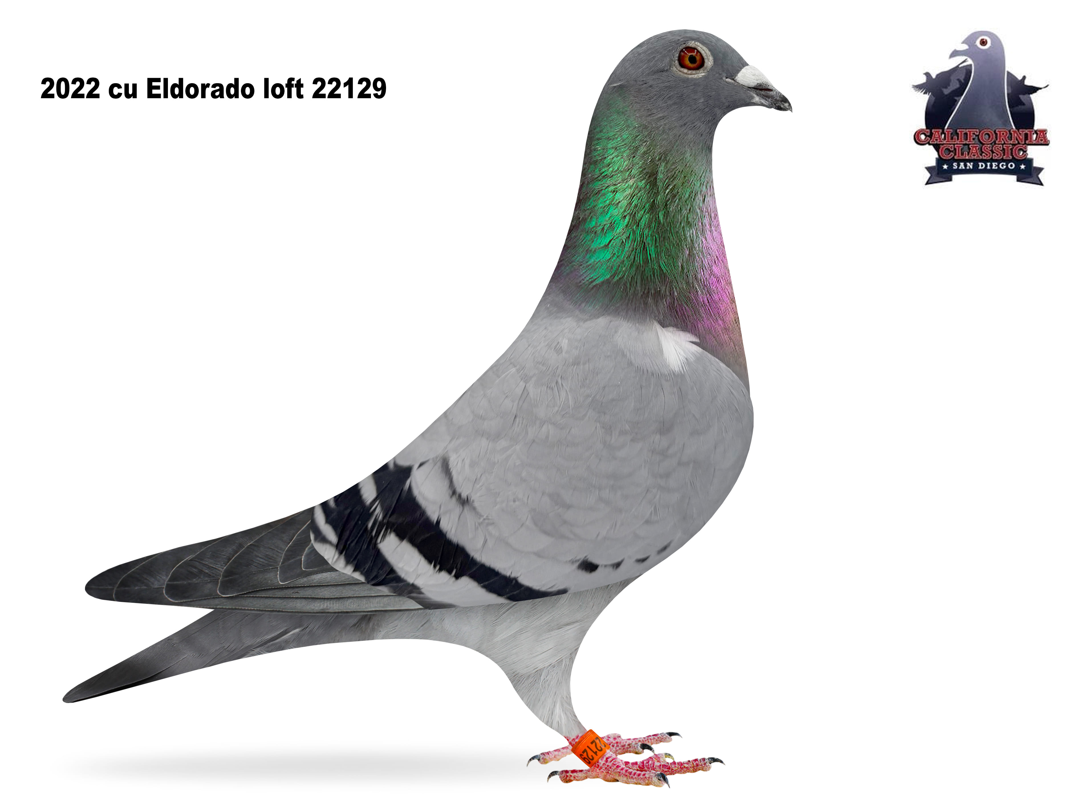 Lot 10. 2022 ELDO 22129 Hen