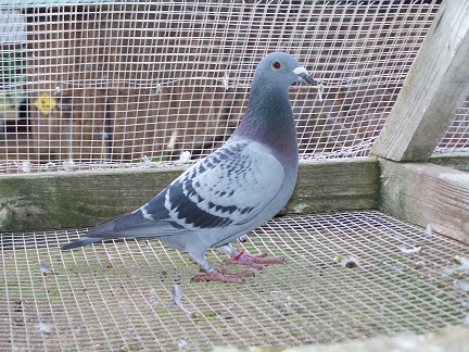 AU 2025 JEDDS "4672"