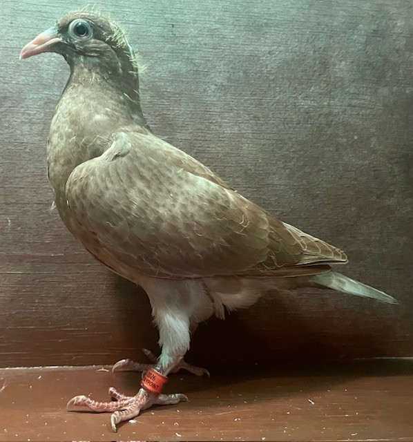 RR SQUEAKER OFF IMPORT