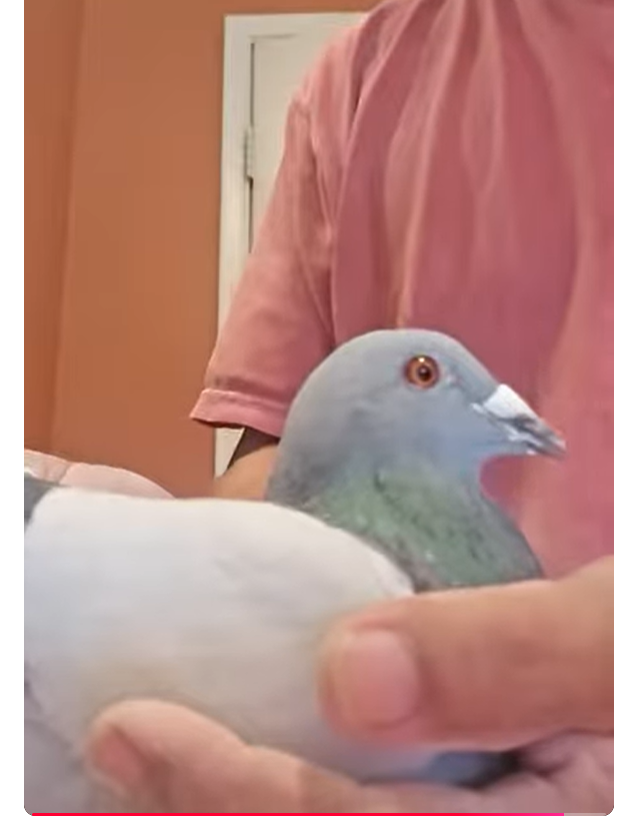 AU25 Irish Syndicate 524 BB C