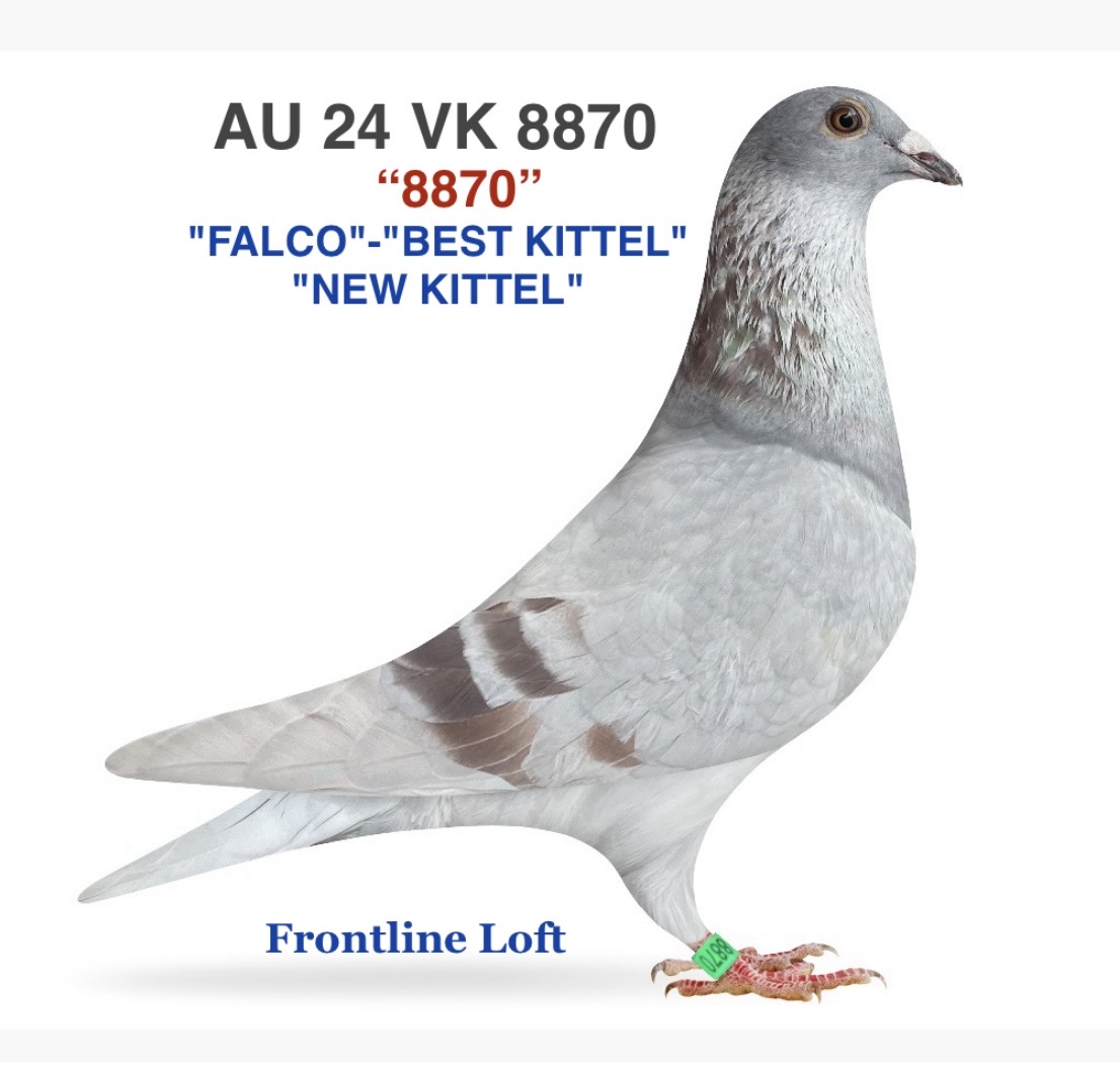 "FALCO"-"BEST KITTEL"
"NEW KITTEL"