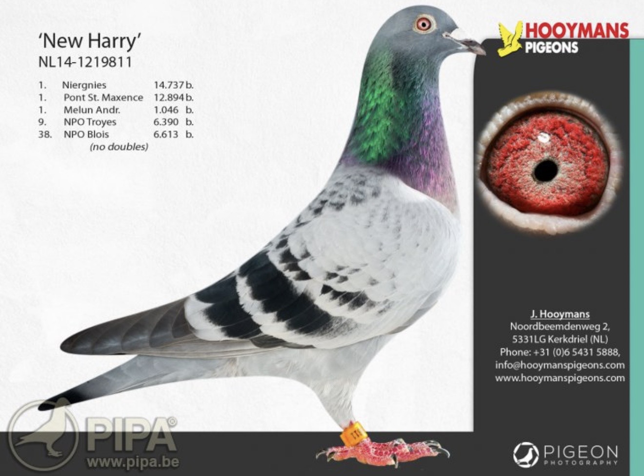 iPigeon.com - Racing Pigeon Auction