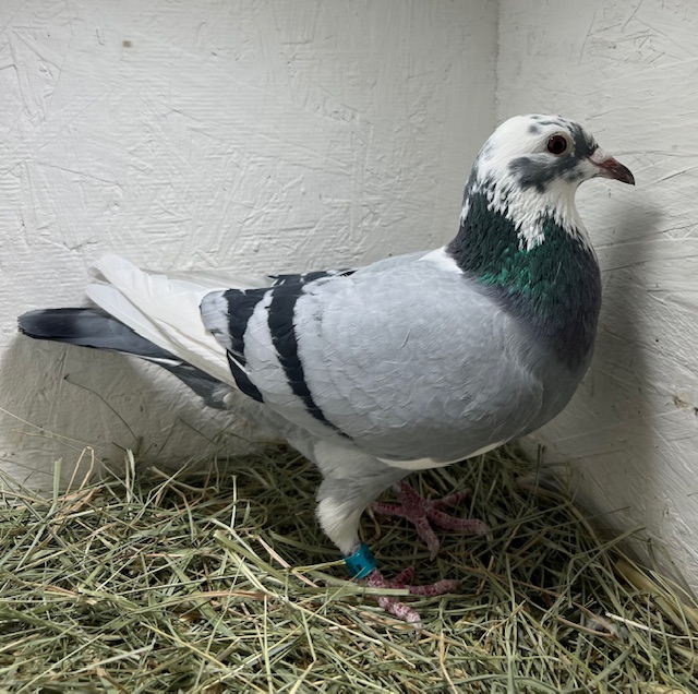25-CDR-5976 BBSP Hen