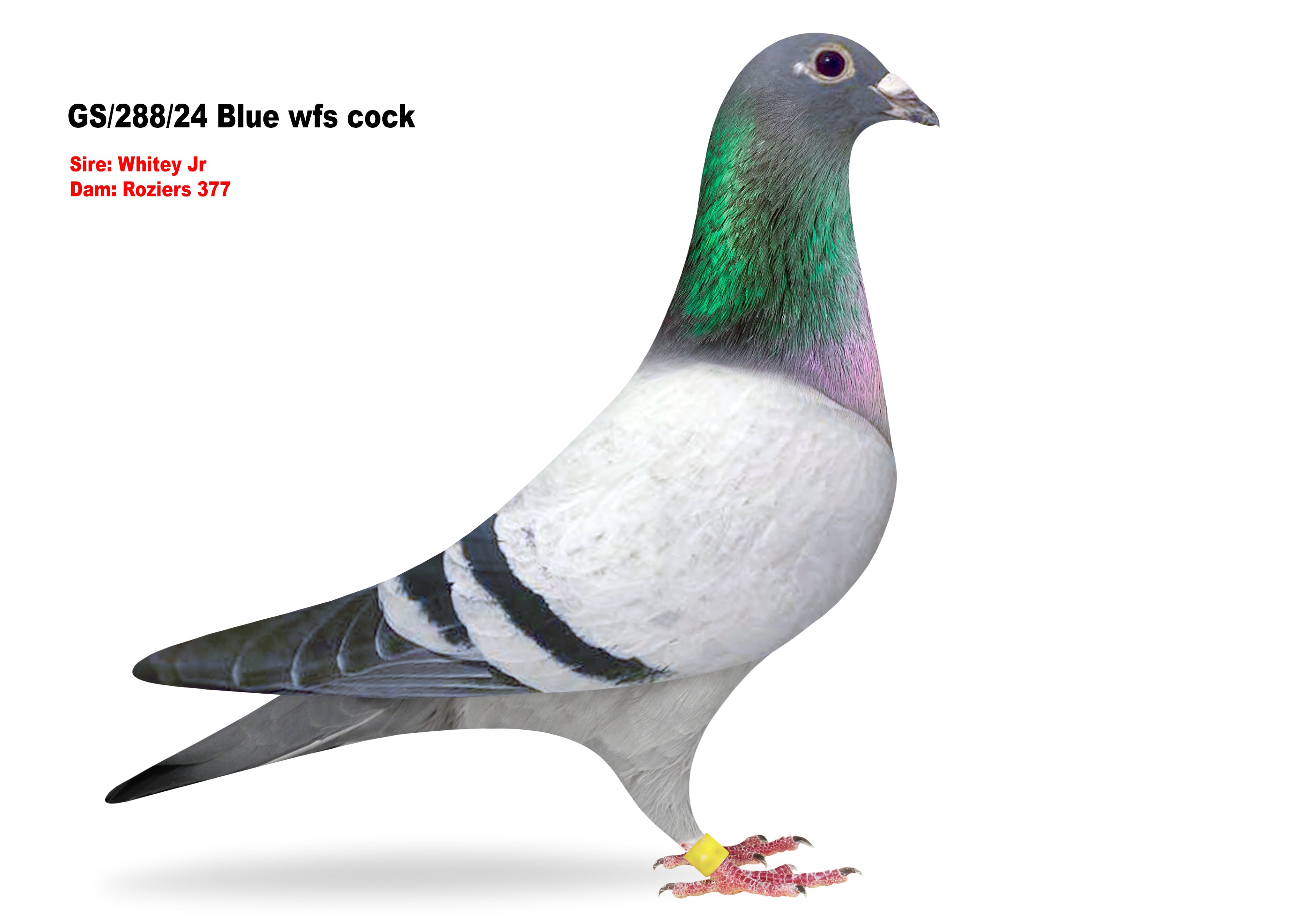 iPigeon.com - Racing Pigeon Auction