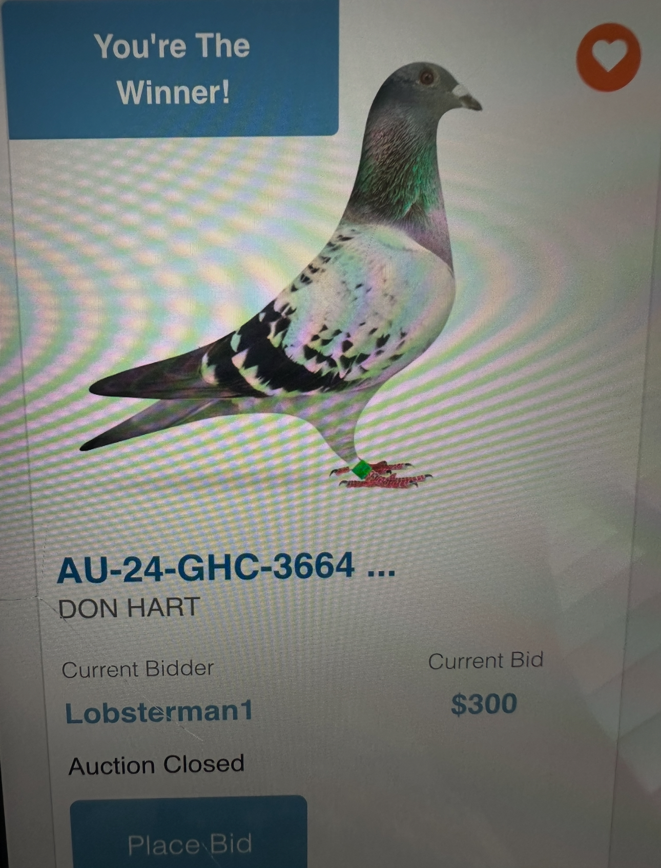 Very nice Hen De Bruijn Family 2024 