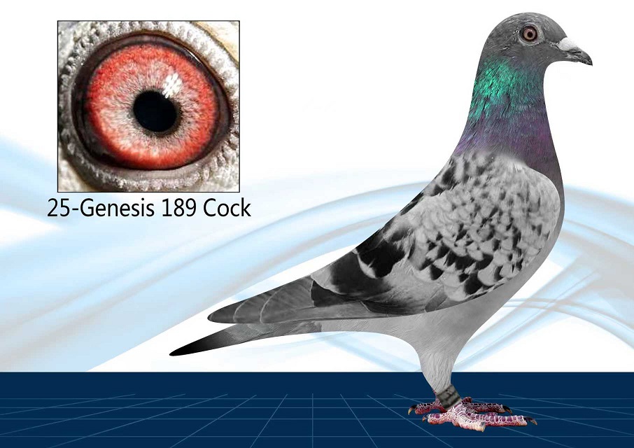 25-189(Cock) Top OLR Bloodline