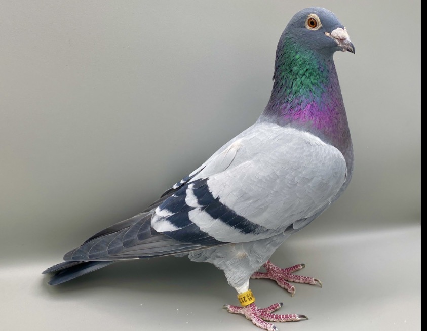 HERBOTS KOBE
BLUE
BROTHER TO 347-19
2 CHEVRIN 724
3 VIERZON 345 P
12 VIERZON 2172 P
3 TOURY 673