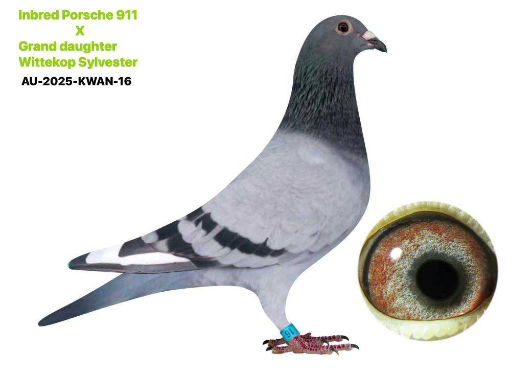 BART X Drapa Porsche 911