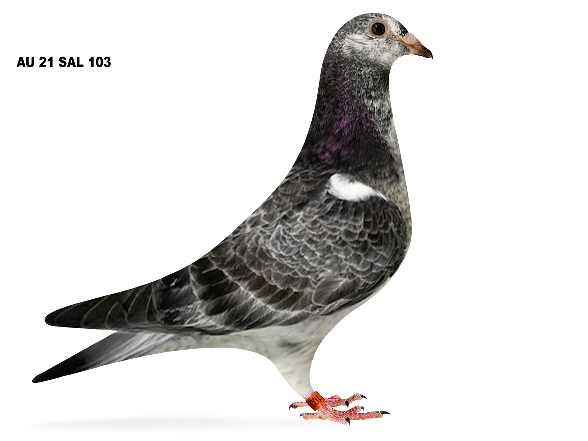 iPigeon.com - Racing Pigeon Auction