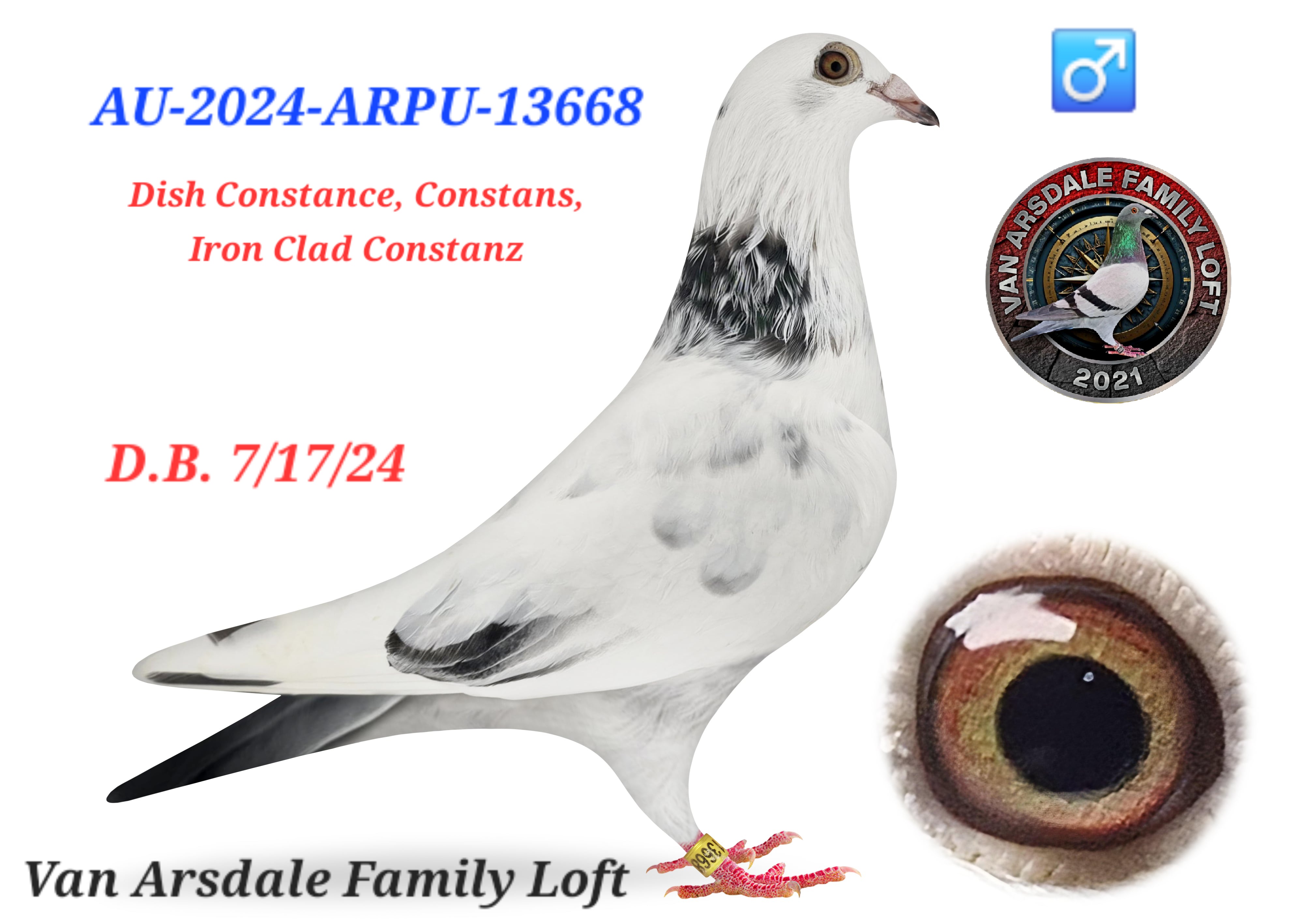 Dish Constance, Constans, Iron Clad Constanz