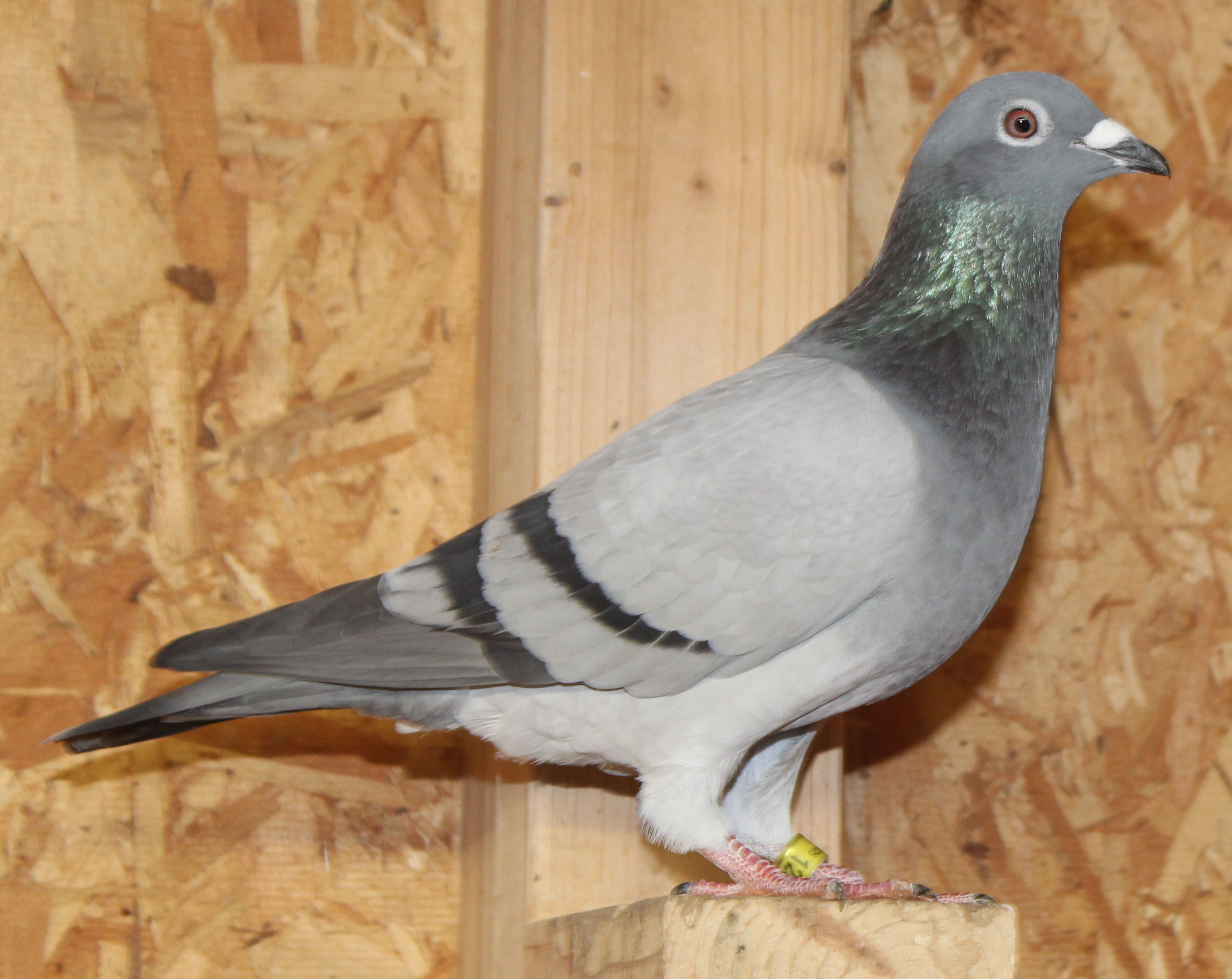 Ganus, Birdy, Hooymans Koopman