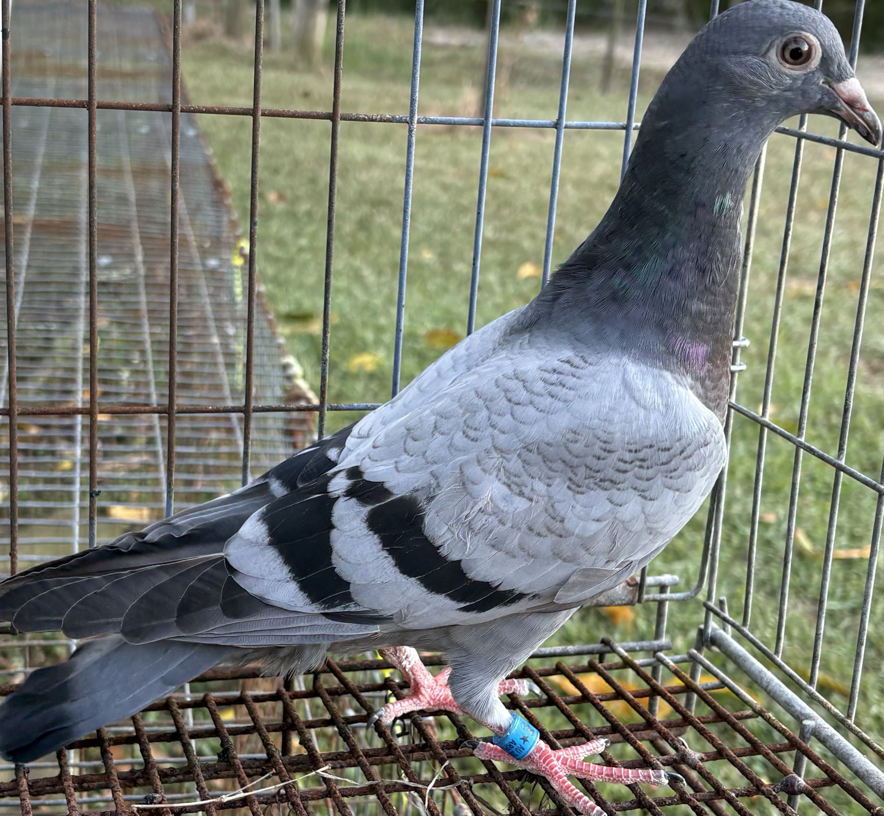YB out of Two Be Won Busschaert Cock