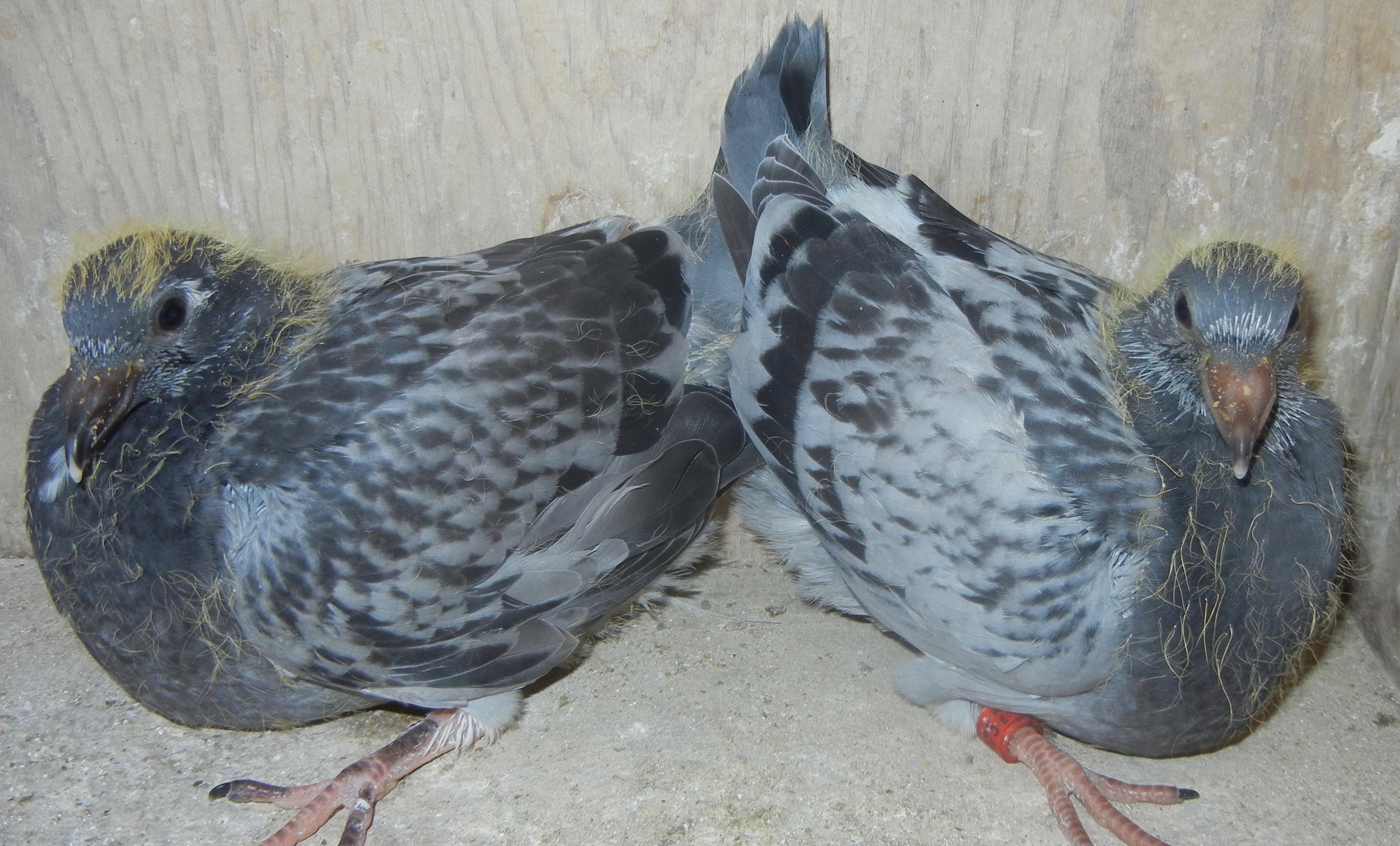 HVR DC #1880 and BC #1875 NESTMATES