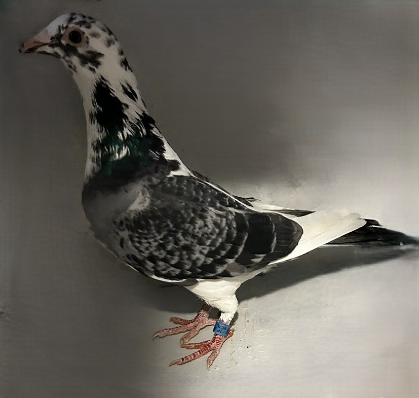 2025 Neil 56179 4 Time "Best Kittel" BC Splash Cock