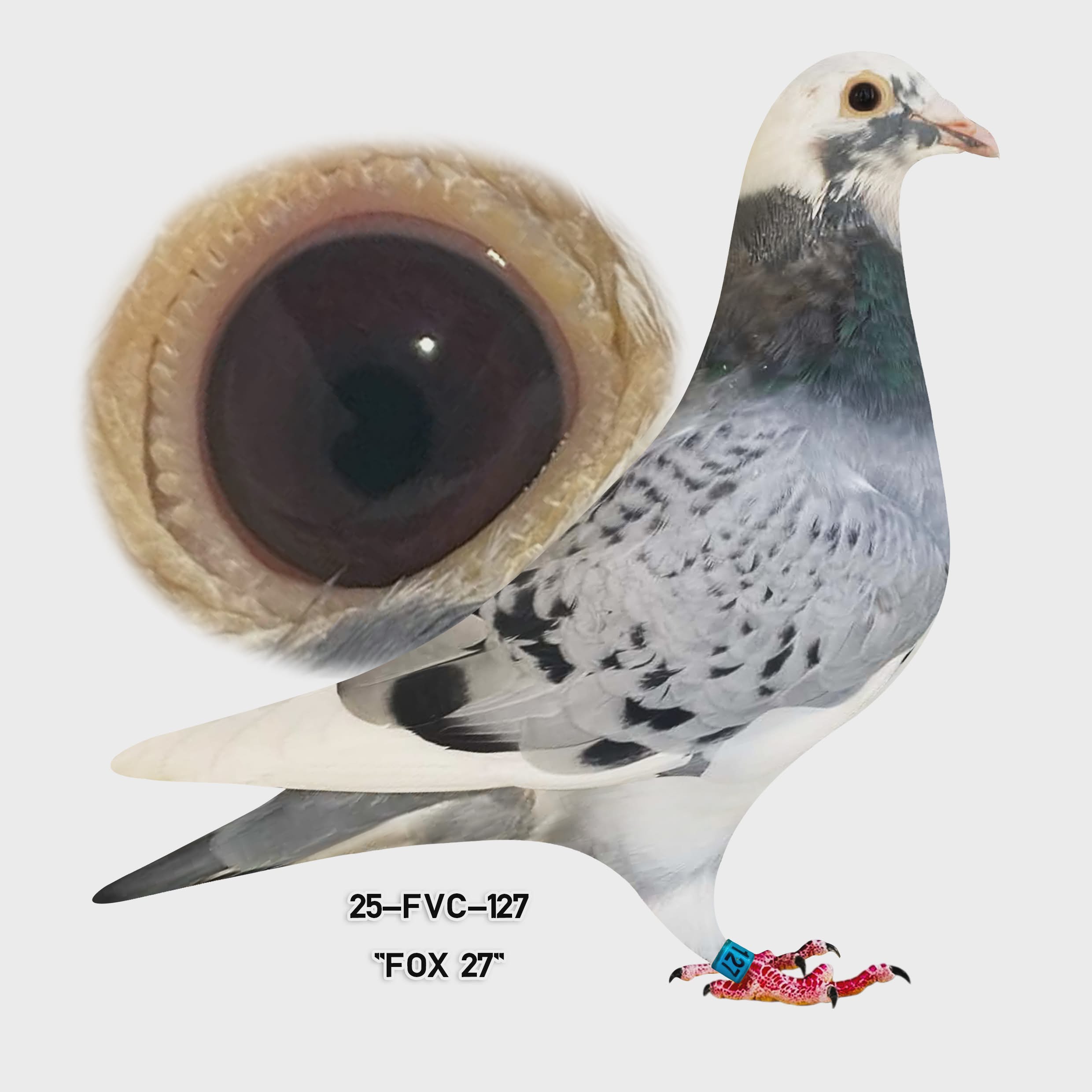 25-FVC-127 Pied Cock.