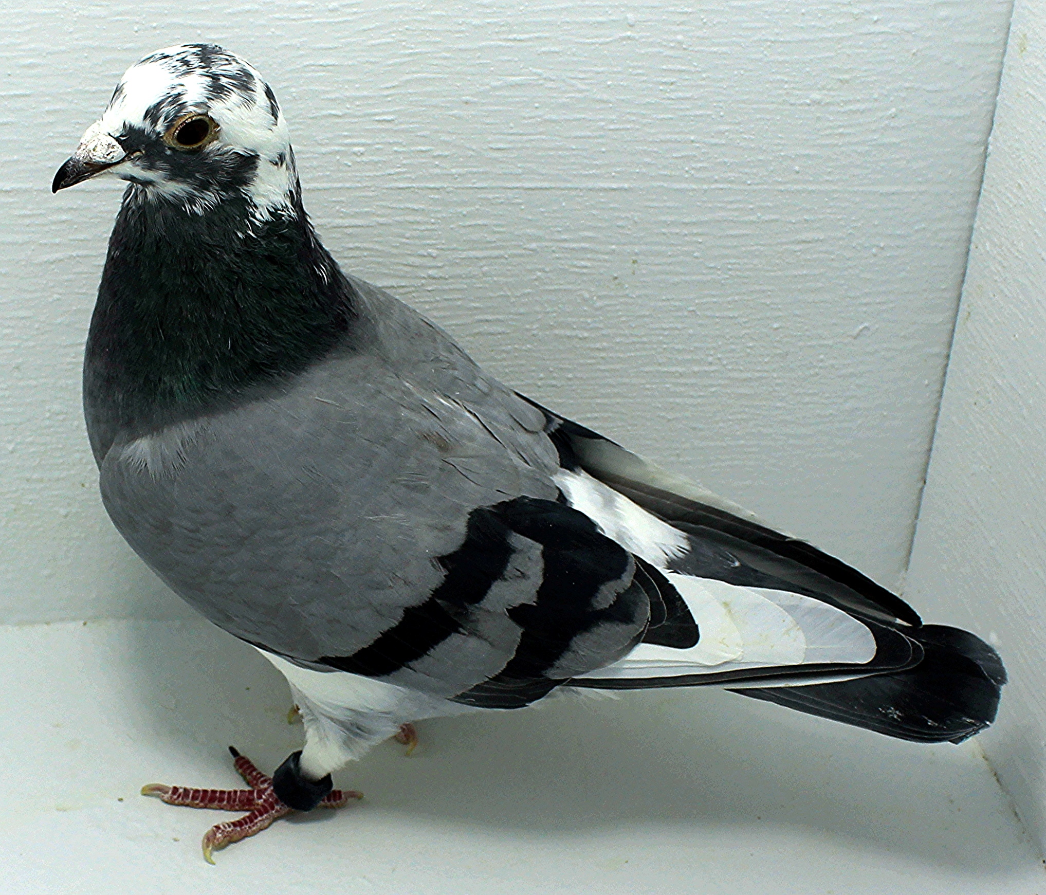 AU 20093 Foys 2025 Pure Hansenne