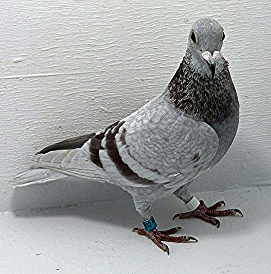 AU 20012 AA 2025 Pure Paul Sion Cock