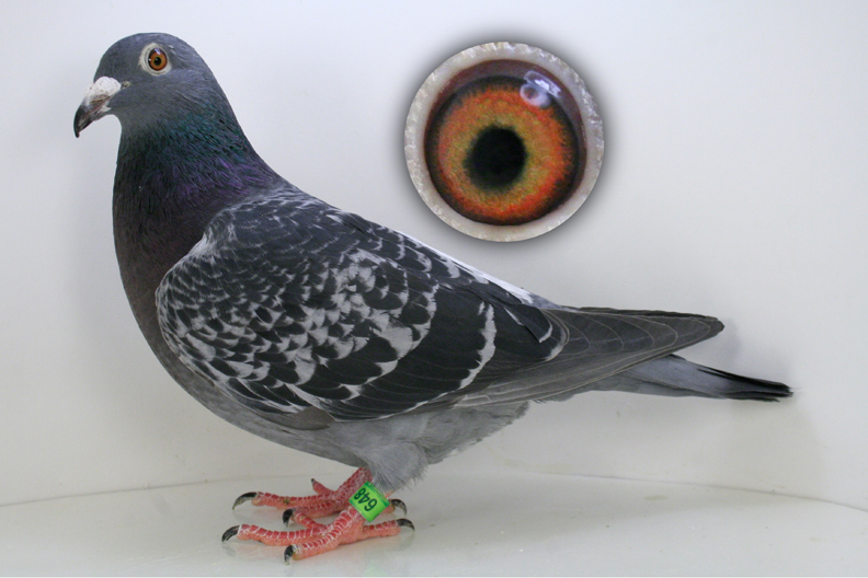 RAVEN, THOMSA SIX, MHVGO