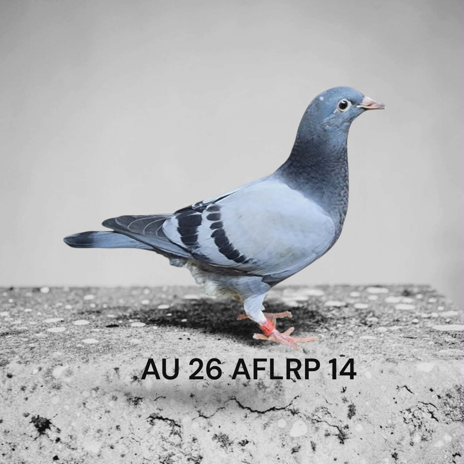 26 AFLRP 14 Blue Cock