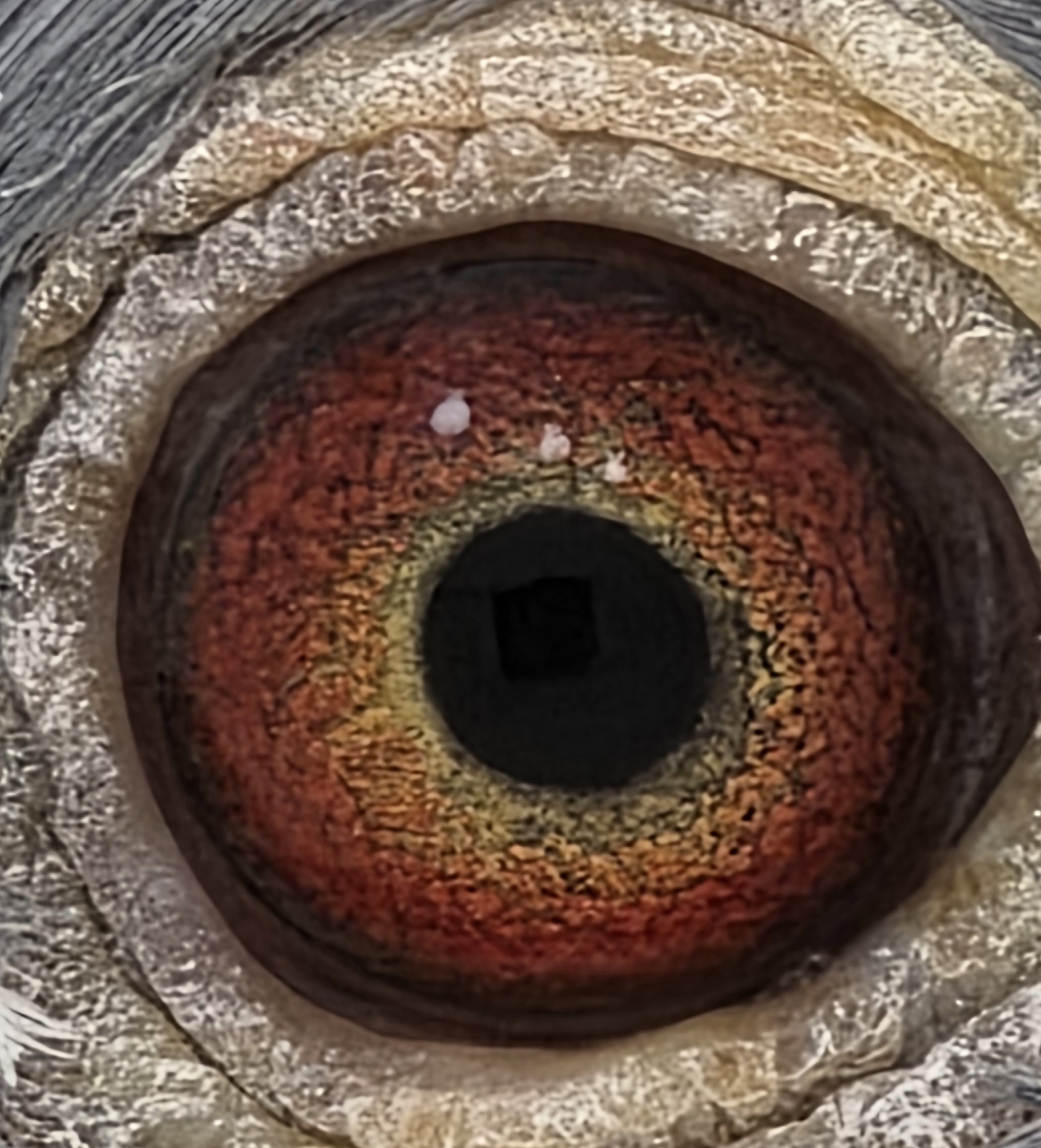 Blue Hen Au 2019 SFL 48