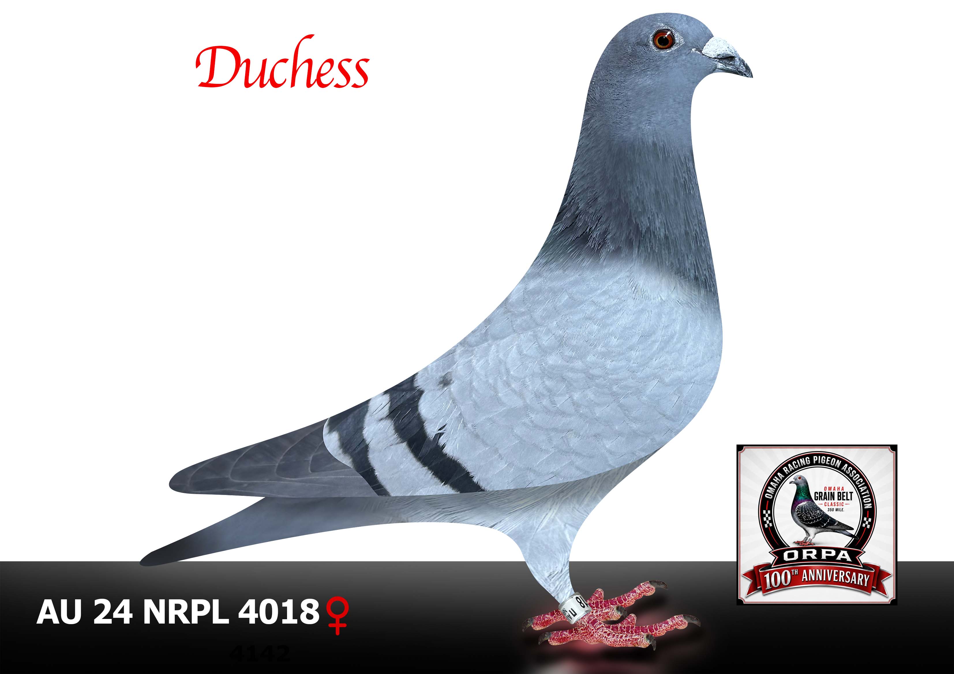 AU 24 NRPL 4018 Hen