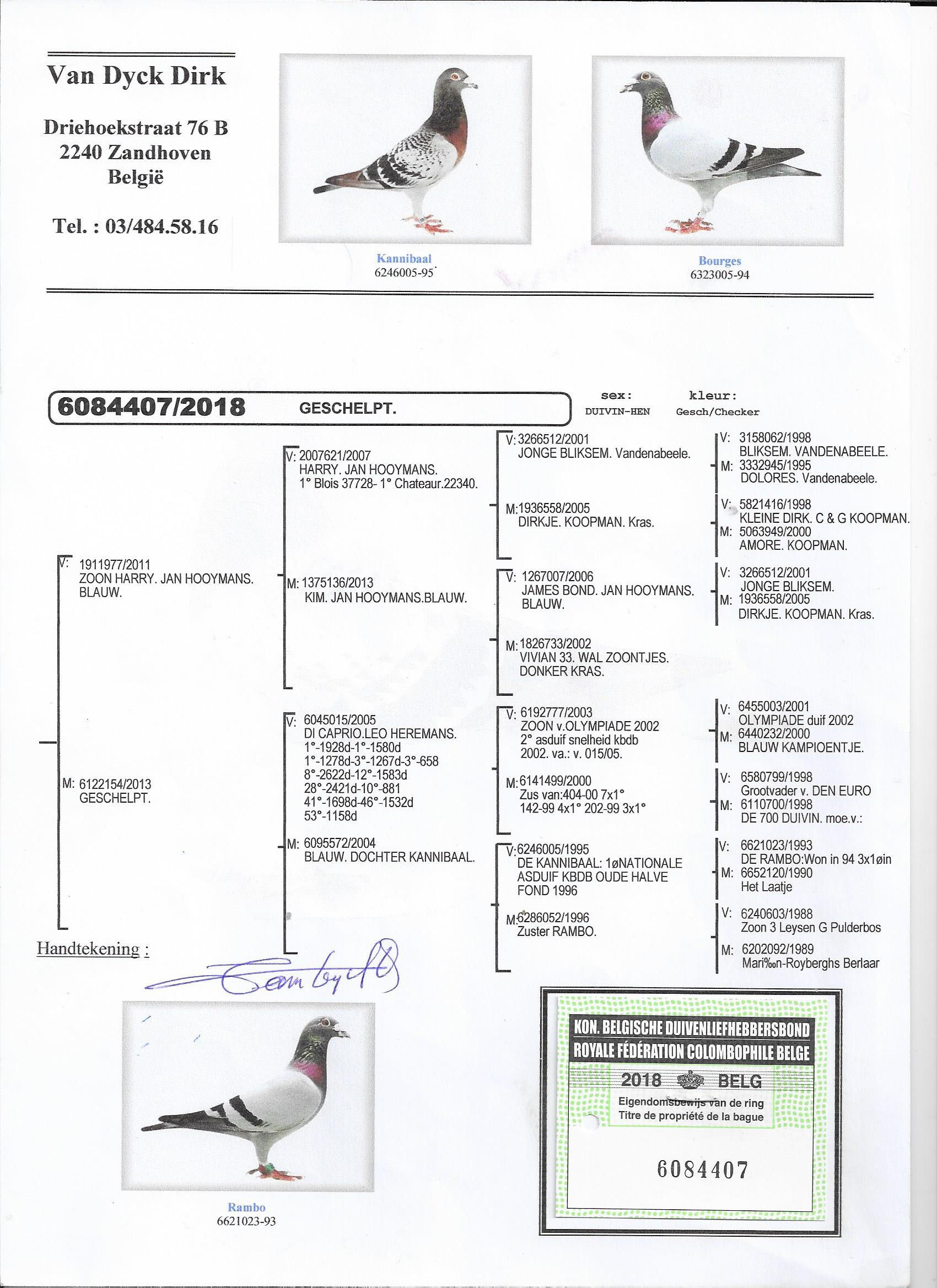 iPigeon.com - Racing Pigeon Auction, image size:1700x2338