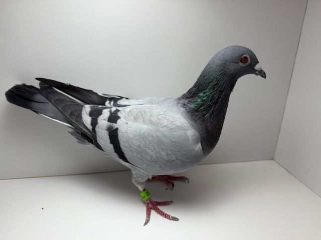 Inbred Raven and Thomas 6 Family