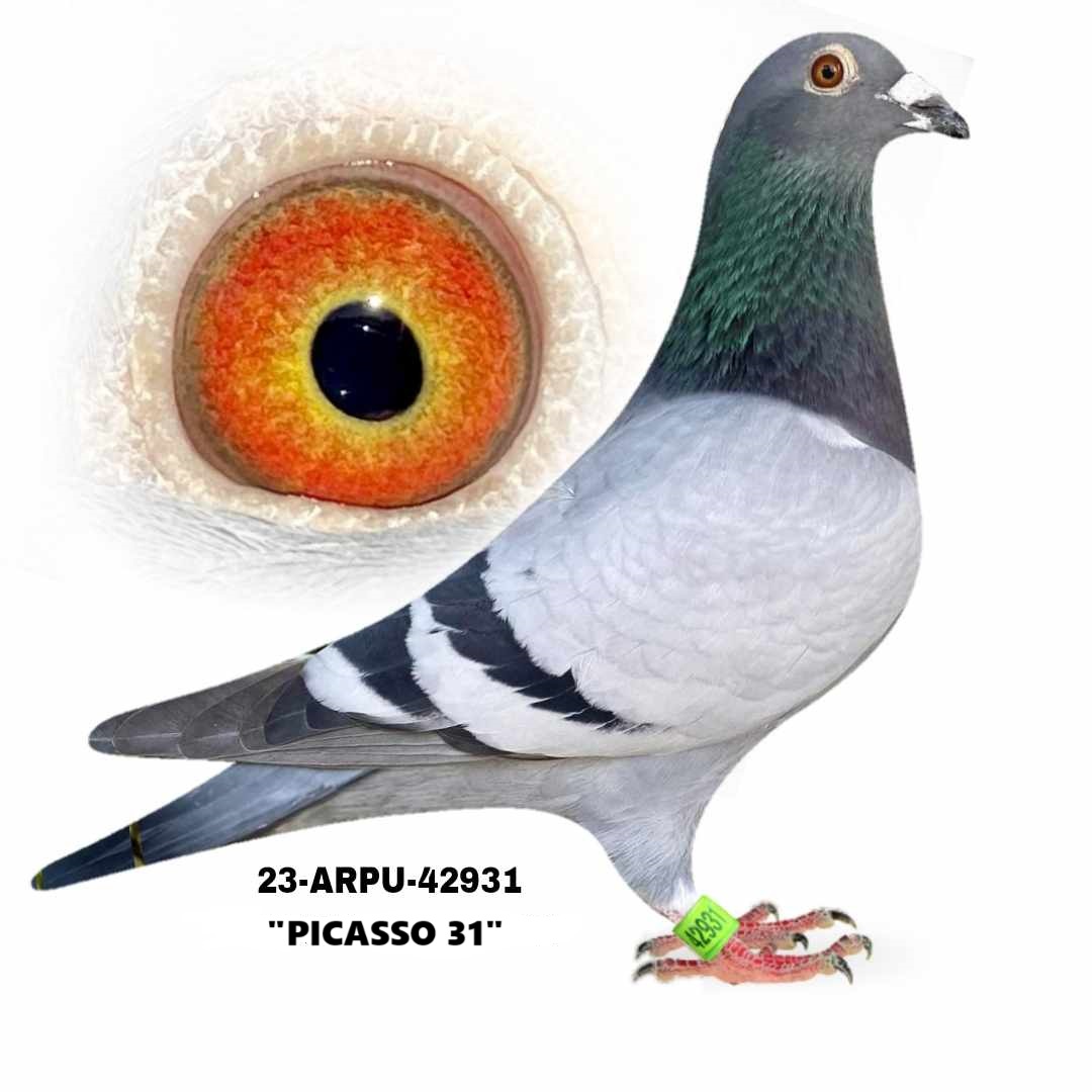 23-ARPU-42931 Blue Bar Cock.